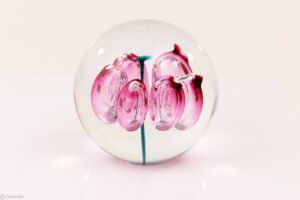 Bollen Tulp Roze/Groen