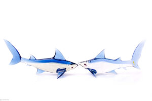 Glass shark | Glass Shark | Blue